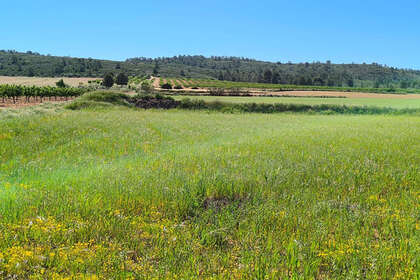 Plot for sale in Yecla, Murcia. 