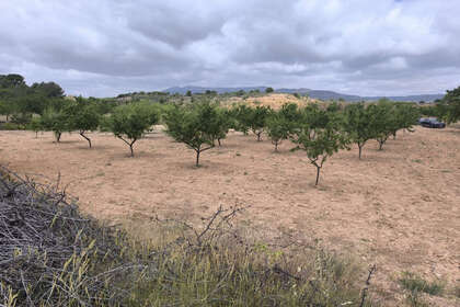 Plot for sale in Pinoso, Alicante. 