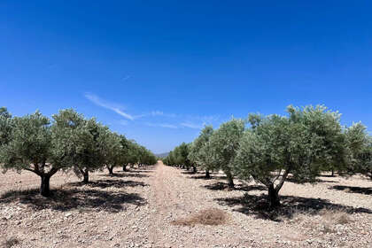 Parcela/Finca venta en Monóvar/Monòver, Alicante. 
