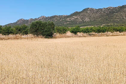 Участок Продажа в Yecla, Murcia. 