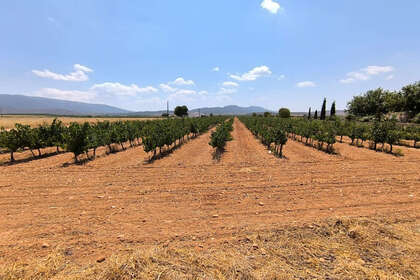 Участок Продажа в Yecla, Murcia. 