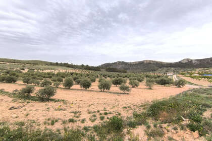 Percelen/boerderijen verkoop in Jumilla, Murcia. 