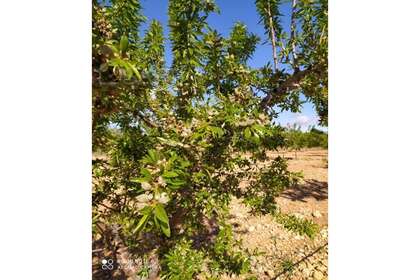 Rural/Agricultural land for sale in Yecla, Murcia. 