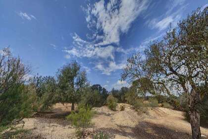 Obytný pozemek na prodej v Campos / Campos, Baleares (Illes Balears), Mallorca. 