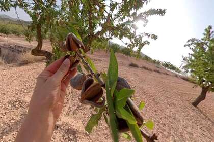 Rural/Agricultural land for sale in Monóvar/Monòver, Alicante. 