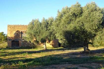 Rural/Agricultural land for sale in Cella, Teruel. 