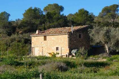 Rural/Agricultural land for sale in Cella, Teruel. 