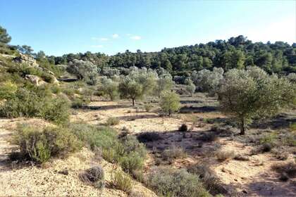 Rural/Agricultural land for sale in Cella, Teruel. 