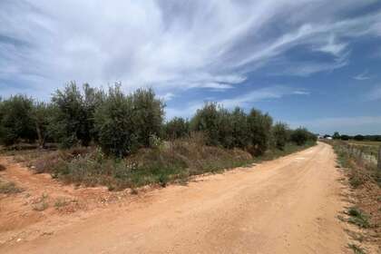Rural/Agricultural land for sale in Pilas, Aljarafe, Sevilla. 