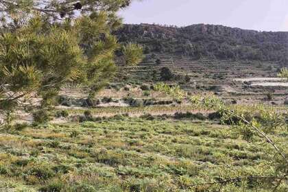 Plot for sale in Romana (la), Alicante. 
