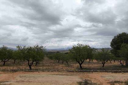 Terreno urbano venta en Yecla, Murcia. 